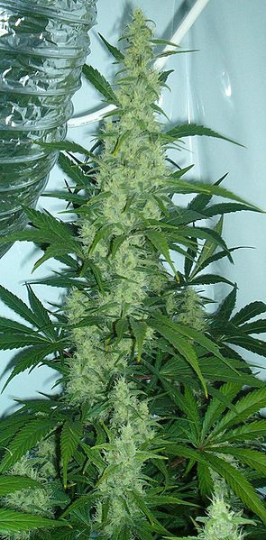 295px-Cannabis_flowering